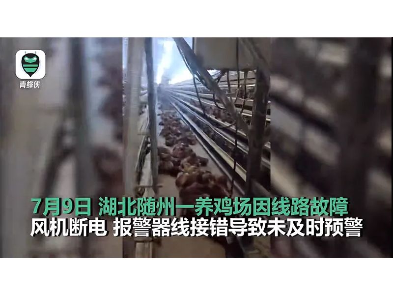 4000只雞被熱死！湖北養(yǎng)雞場(chǎng)停電故障給我們的啟示